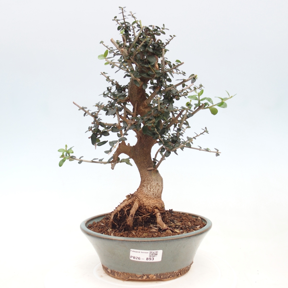 Bonsai do wnętrz - Olea europaea sylvestris