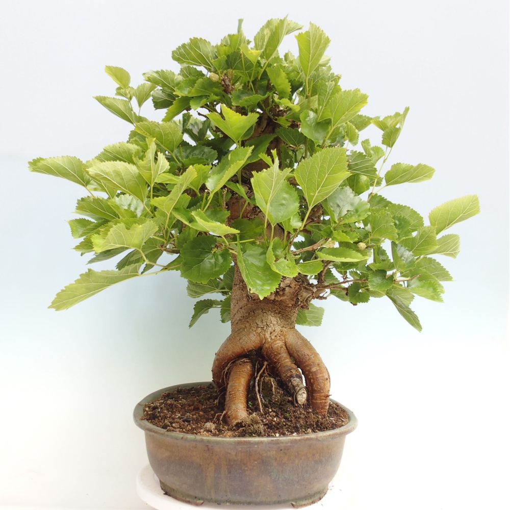 Bonsai outdoor - Morus alba - morwa