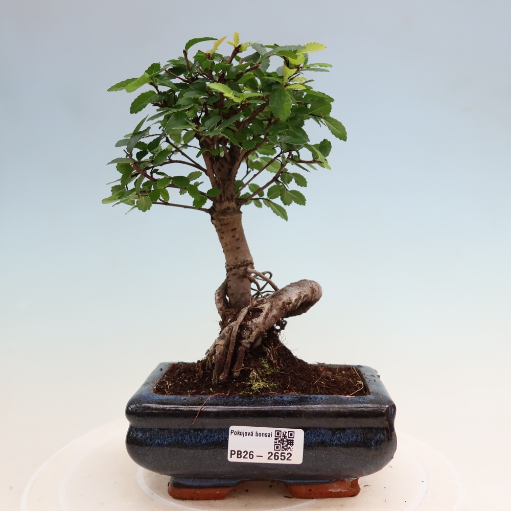Pokój bonsai - Ulmus parvifolia - Wiąz drobnolistny