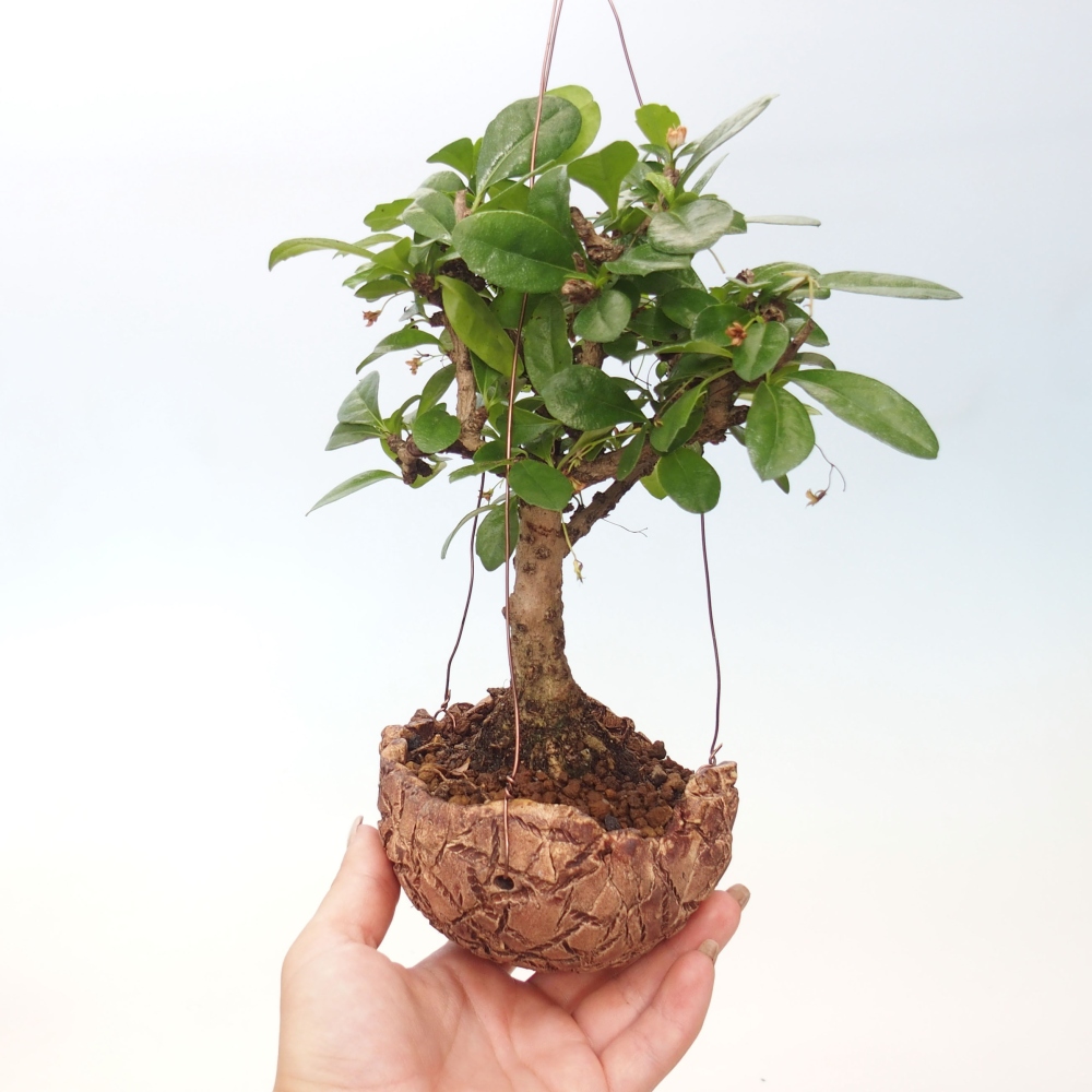 Kokedama w ceramice - Tea-fuki - Carmona macrophylla