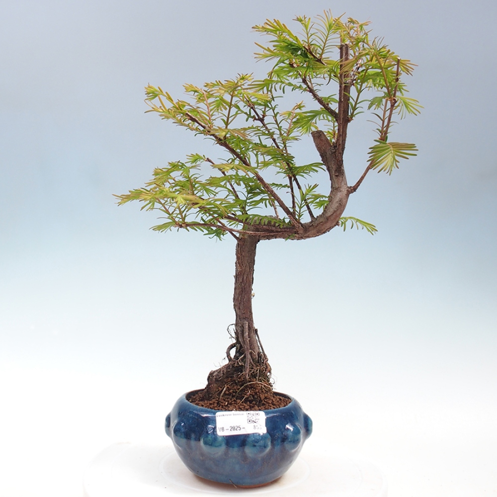 Outdoor bonsai - Metasequoia glyptostroboides - chińskie metasekvoje