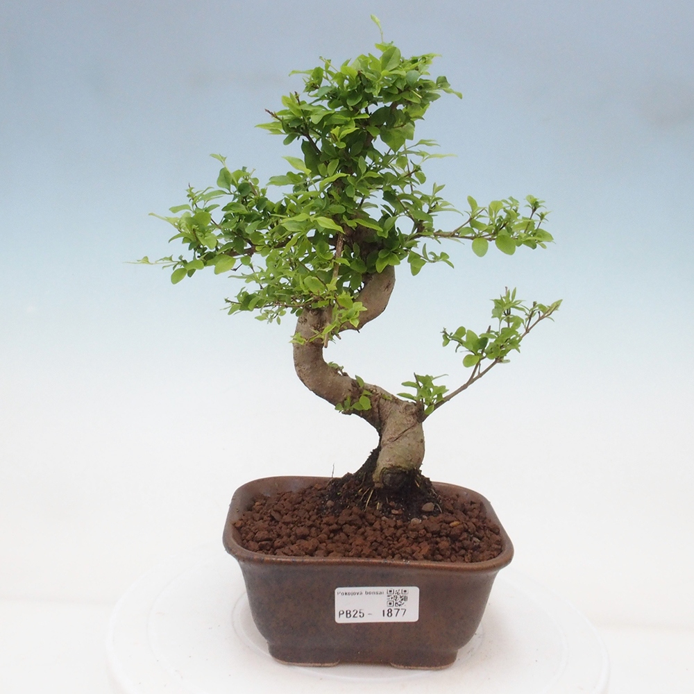 Indoor bonsai -Ligustrum chinensis - dziób ptaka