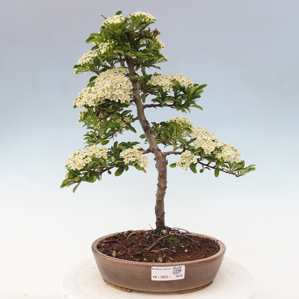 Outdoor Bonsai-Pyracanta Teton-Piekarnia