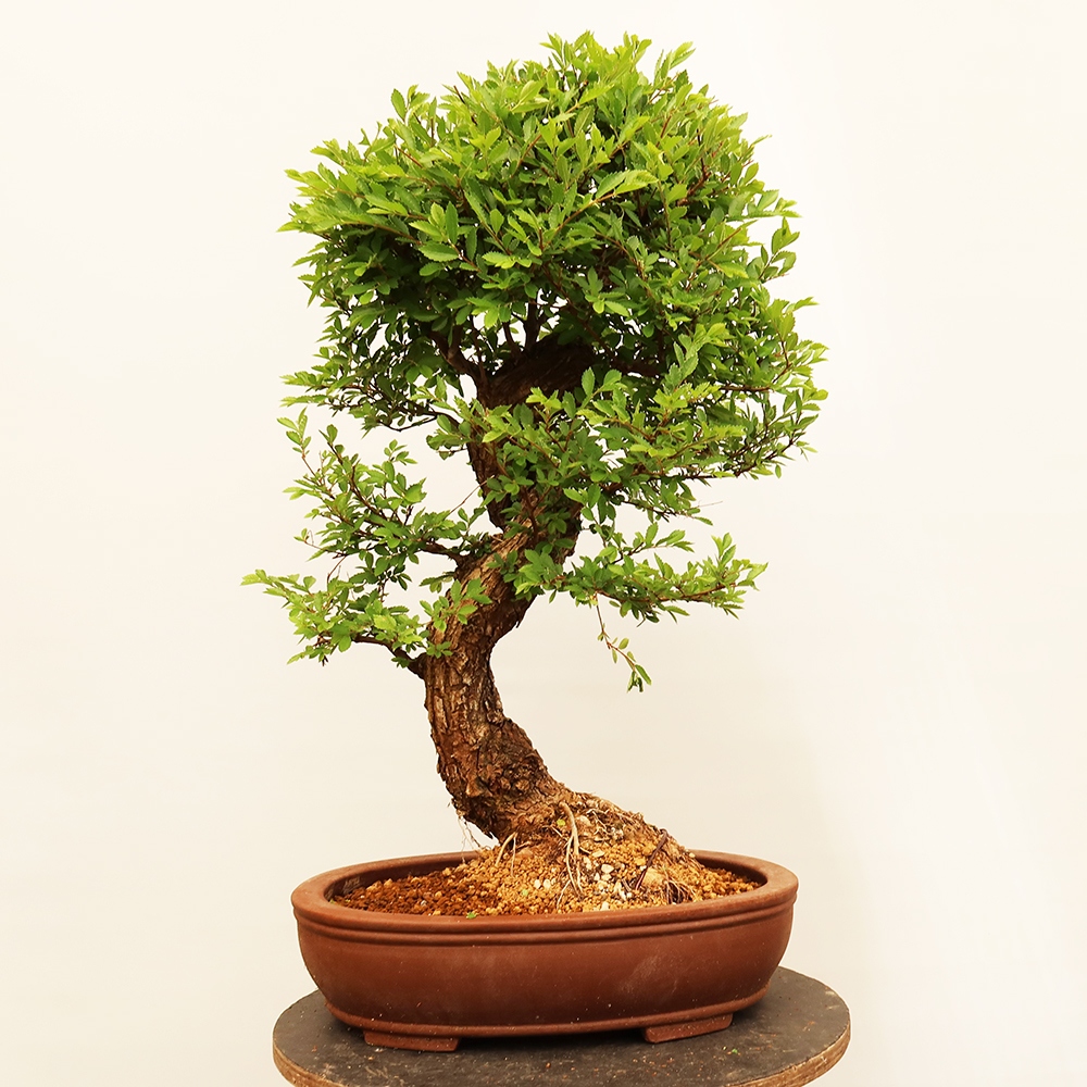 Bonsai na świeżym powietrzu - Zelkova - Zelkova NIRE