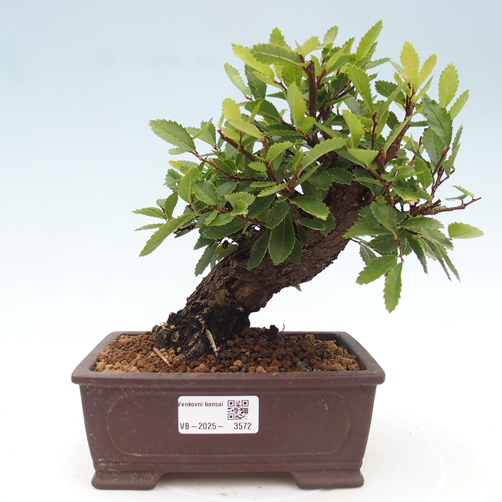 Bonsai zewnętrzne - Zelkova - Zelkova NIRE