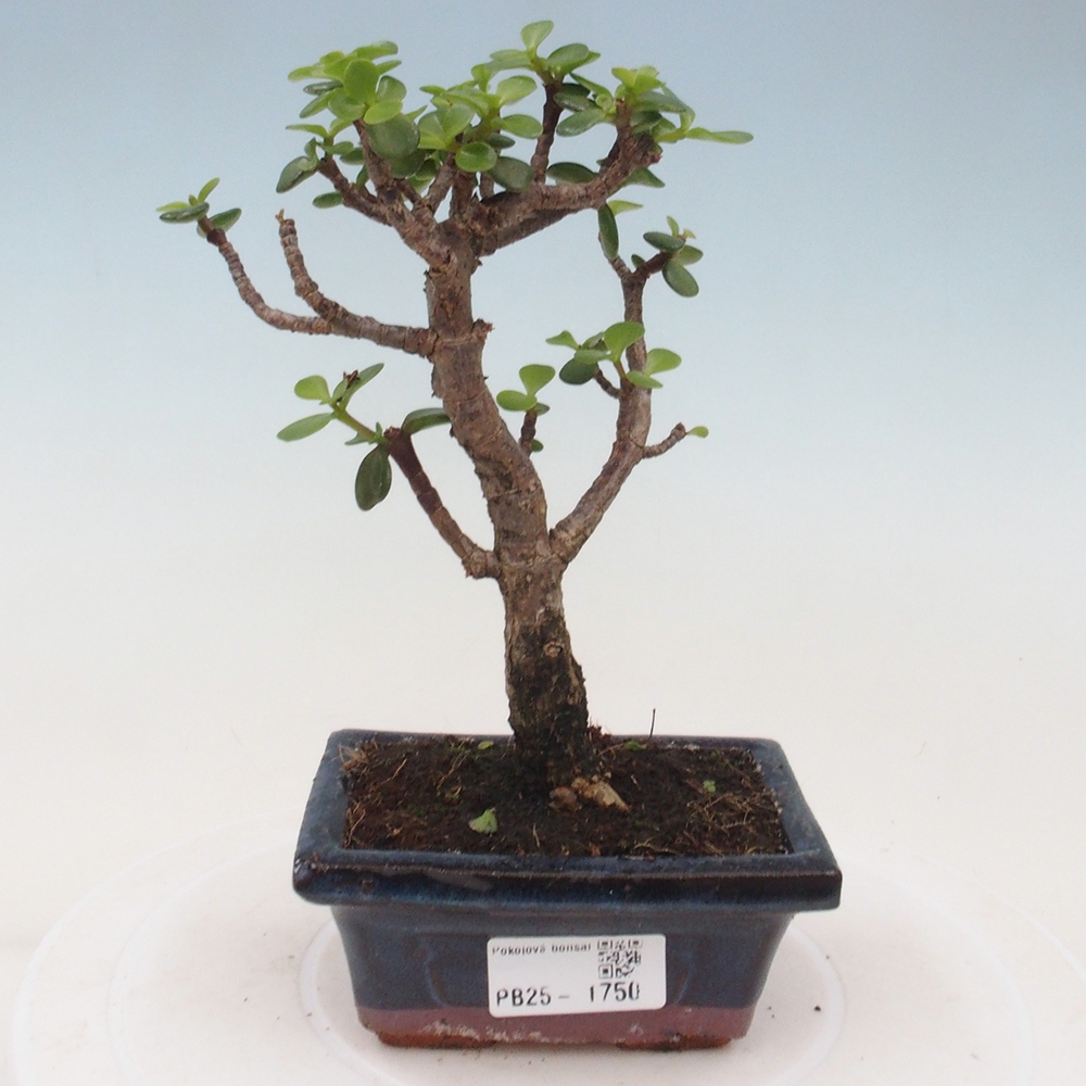Kryte bonsai - Portulakaria Afra - Tlustice