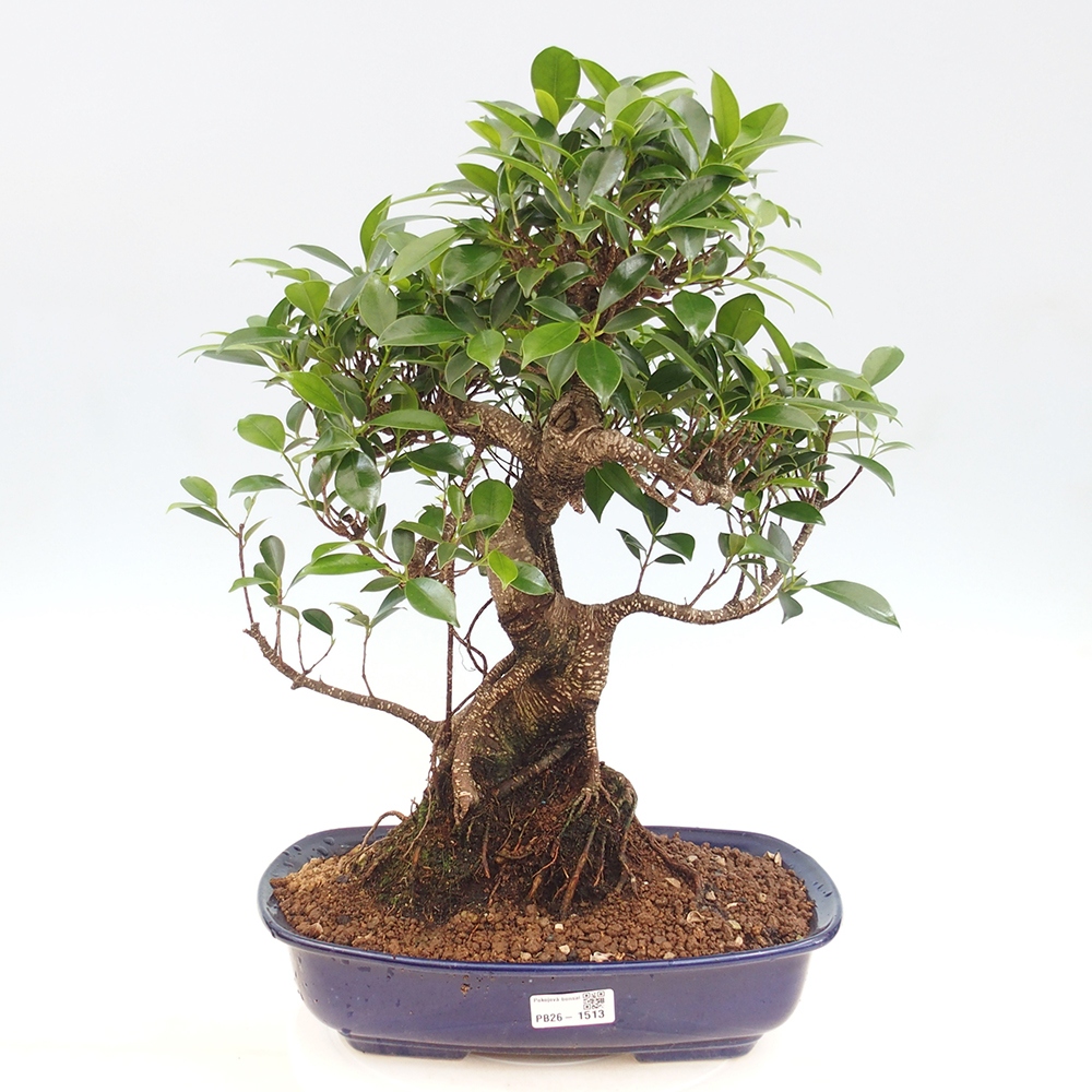 Pokój bonsai - Ficus kimmen - figowiec drobnolistny