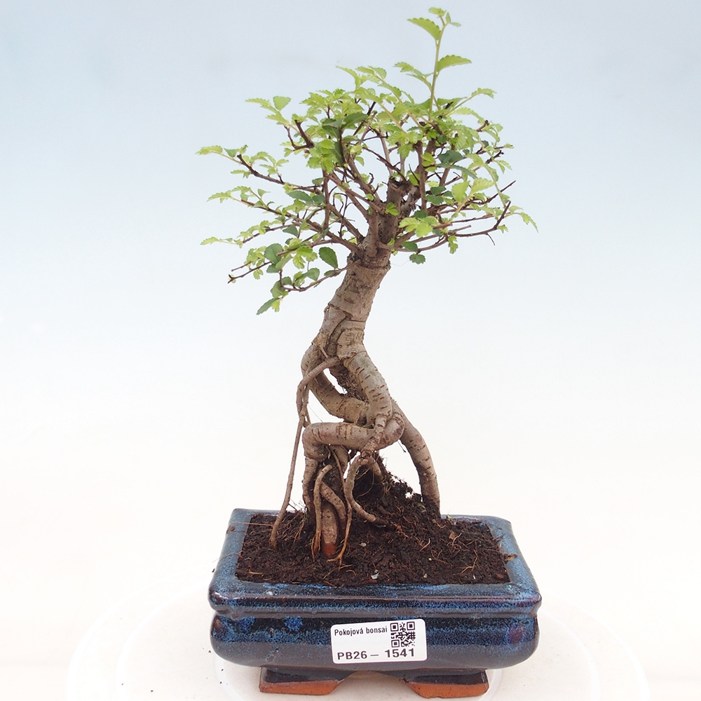 Pokój bonsai - Ulmus parvifolia - Wiąz drobnolistny