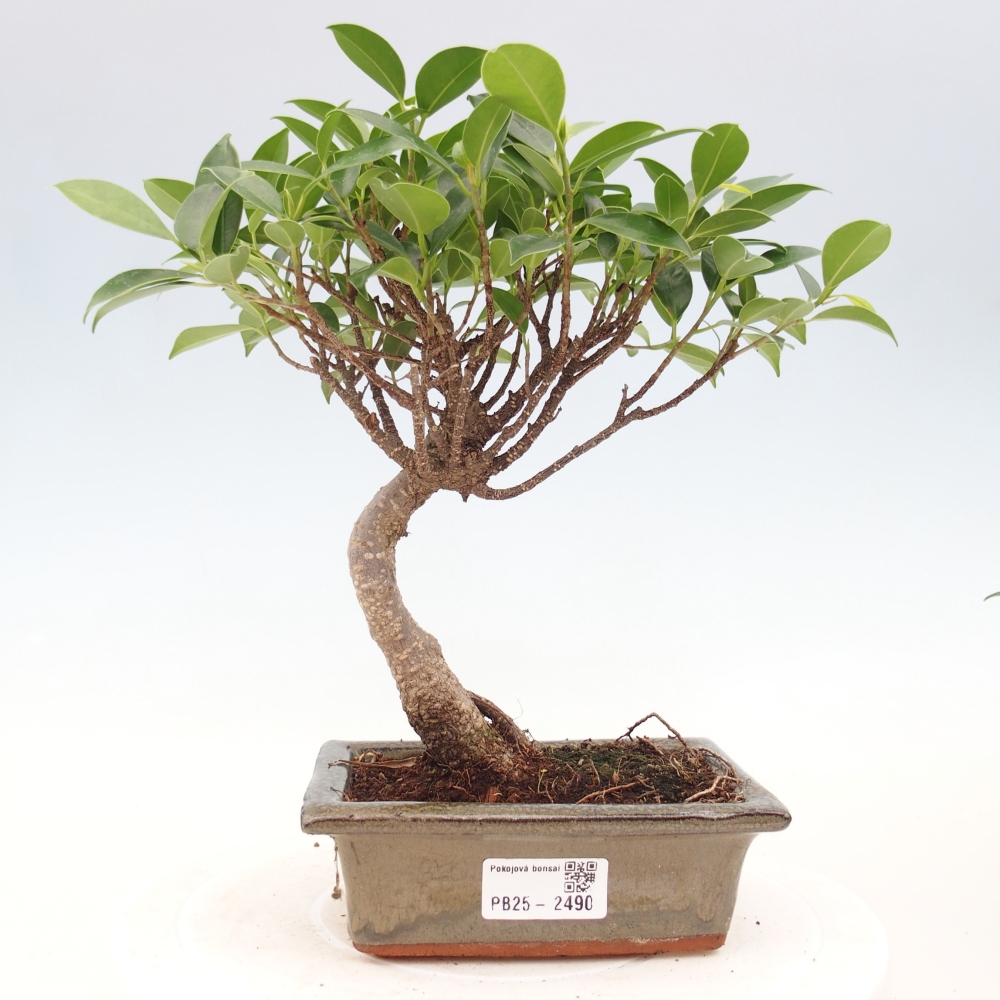 Bonsai wewnętrzne - Ficus retusa - figowiec drobnolistny