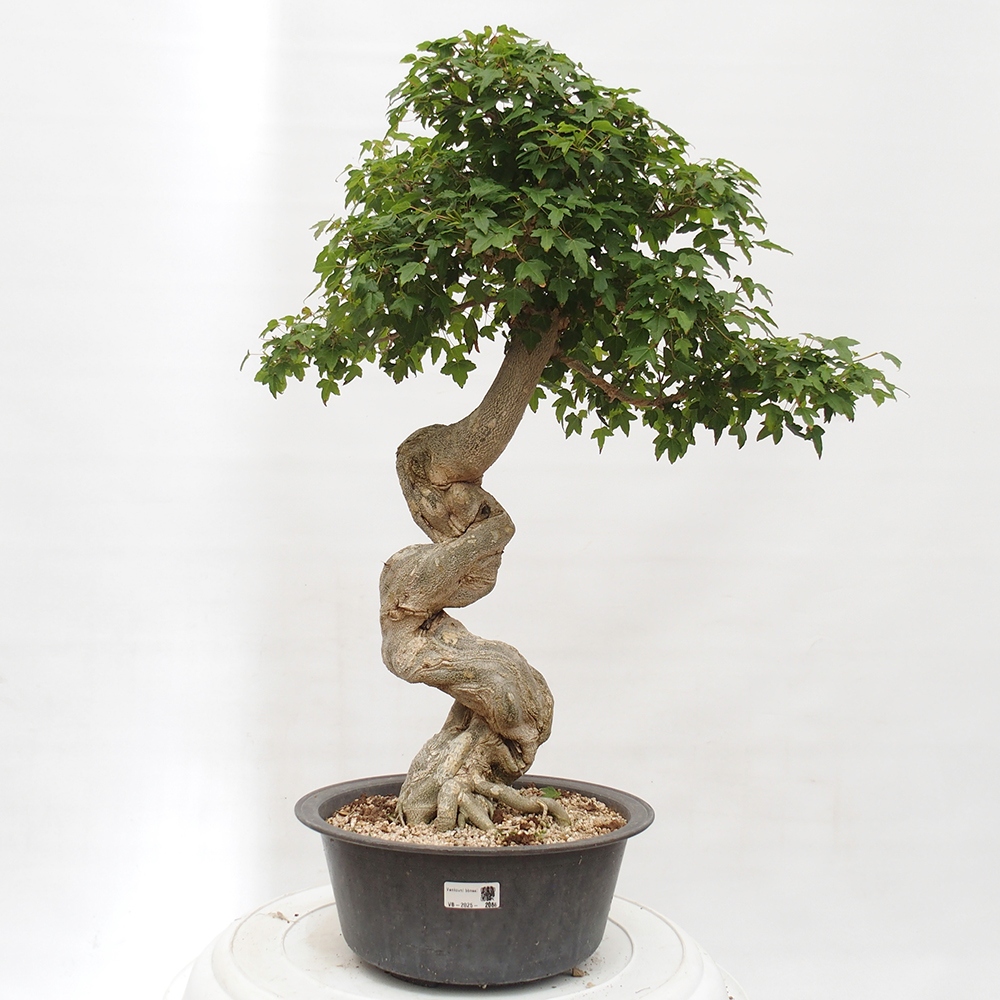 Outdoor bonsai - Maple Buergerianum - Burger Maple