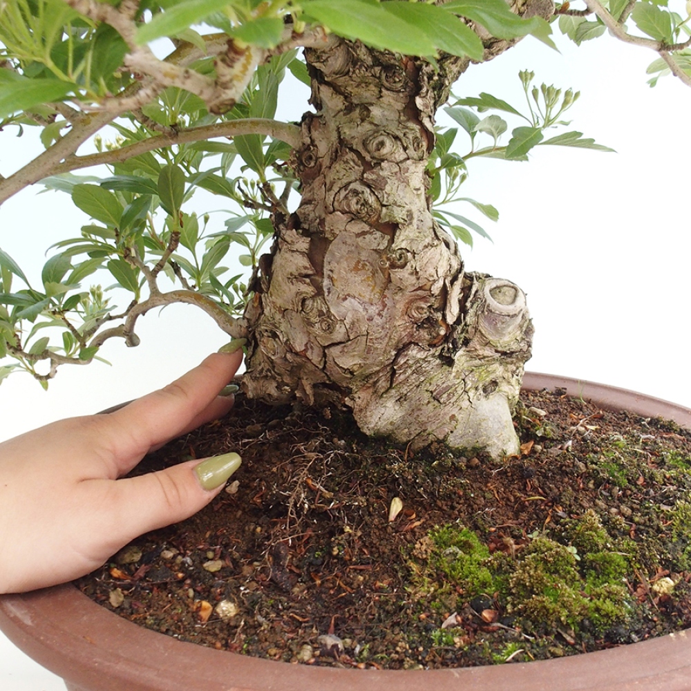 Outdoor bonsai - głóg - Crataegus cuneata