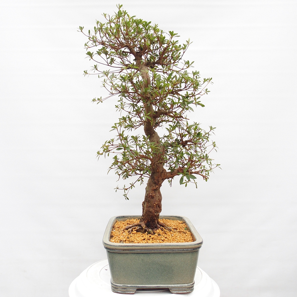 Bonsai zewnętrzne - Azalia japońska - Azalia satsuki
