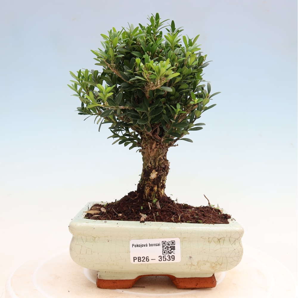 Pokój bonsai - Buxus harlandii - buxus korkowy