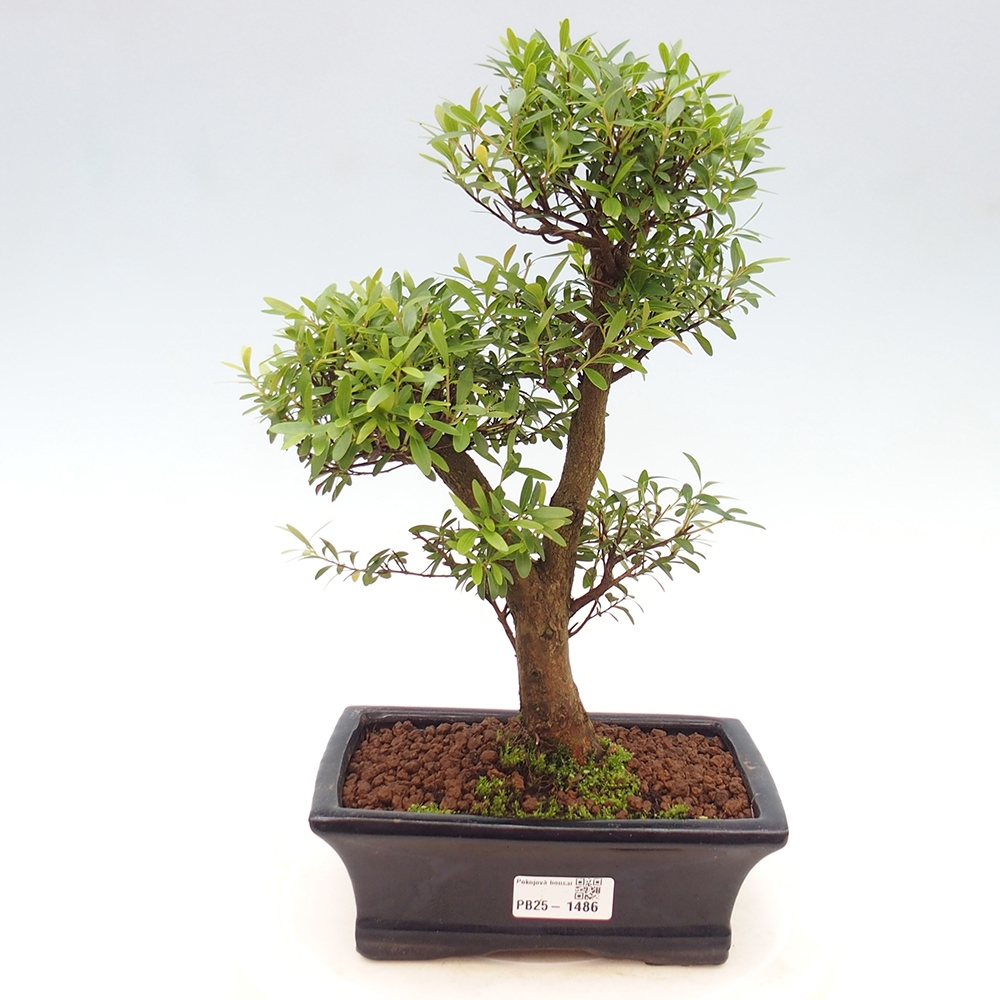 Pokój bonsai - Syzygium - Pimentovník