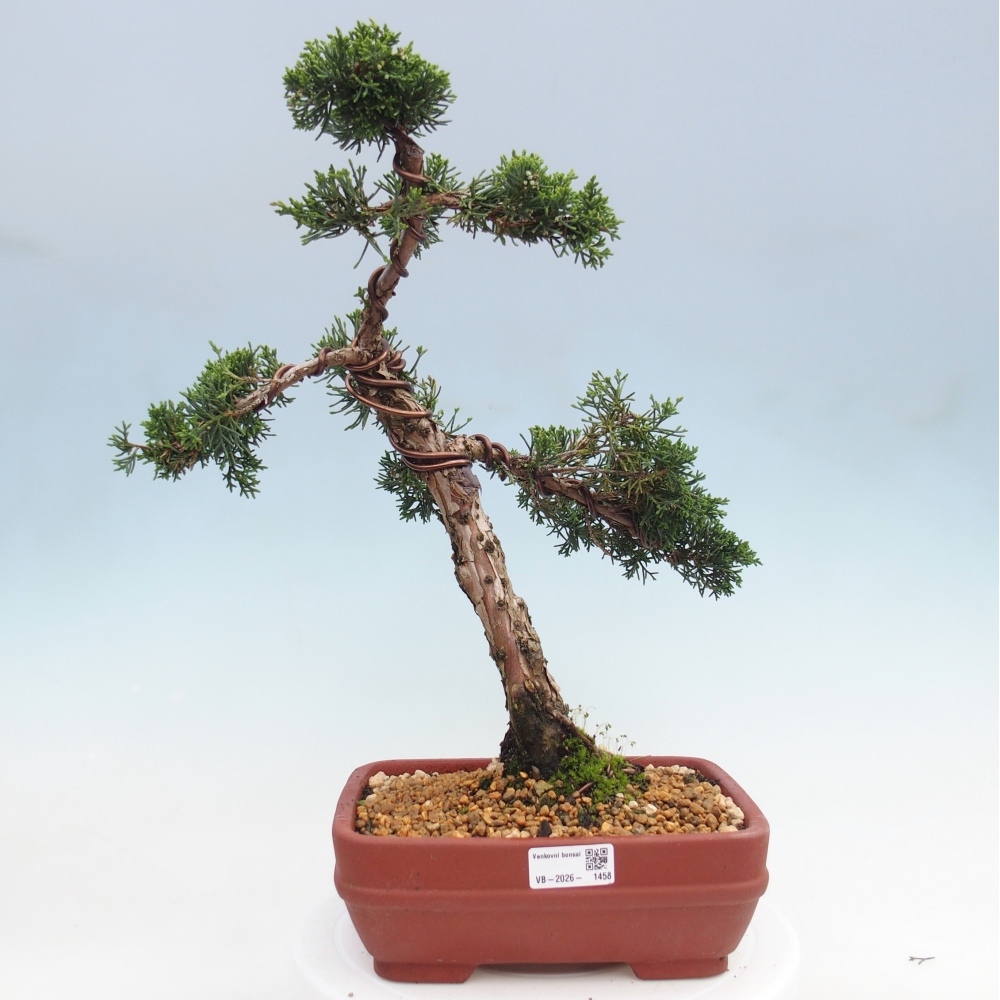 Outdoor bonsai - Juniperus chinensis Kishu