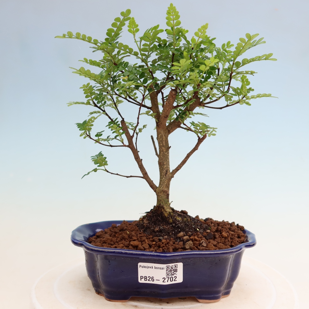 Pokój bonsai - Zantoxylum piperitum - drzewo pieprzowe