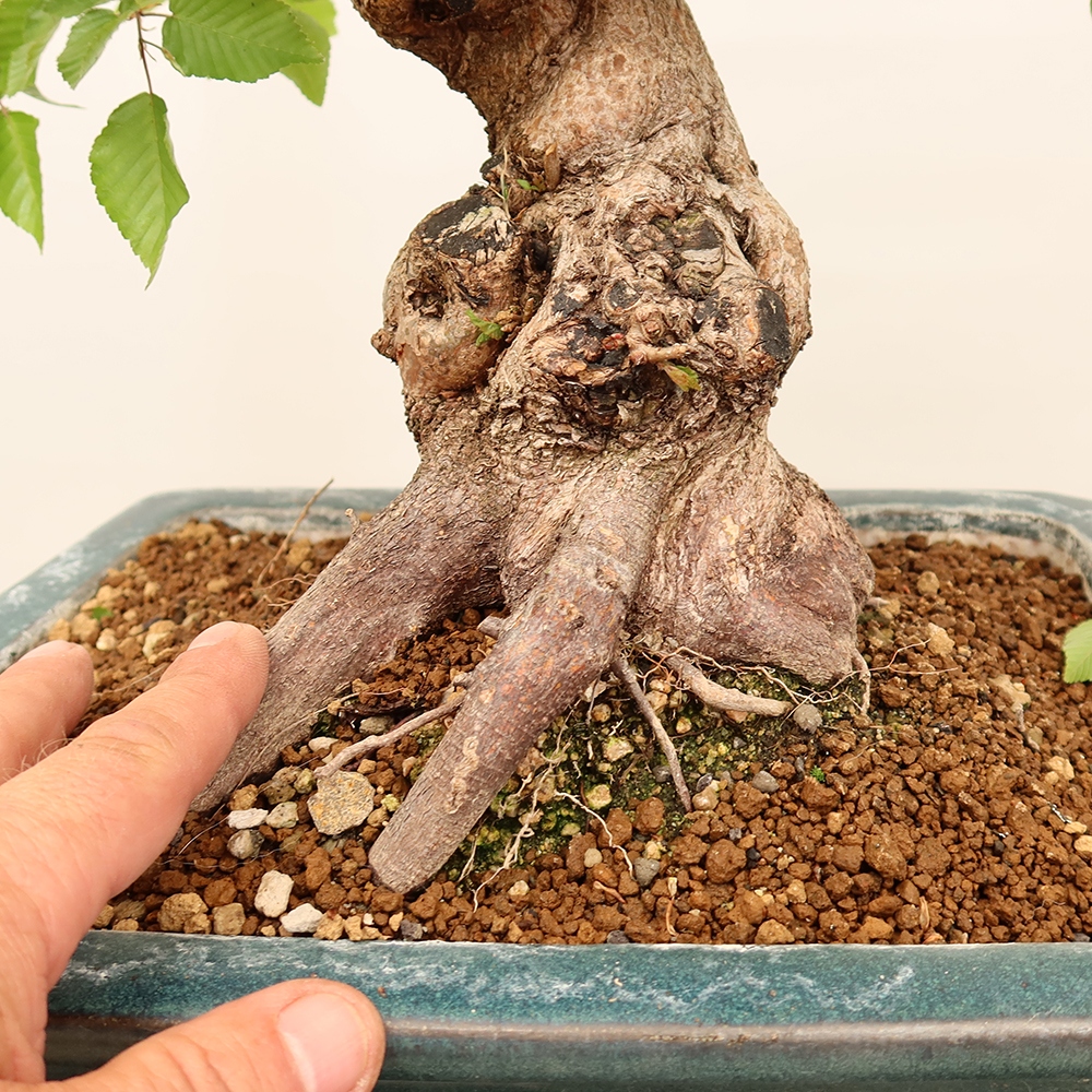 Bonsai plenerowe - Carpinus Coreana - grab koreański