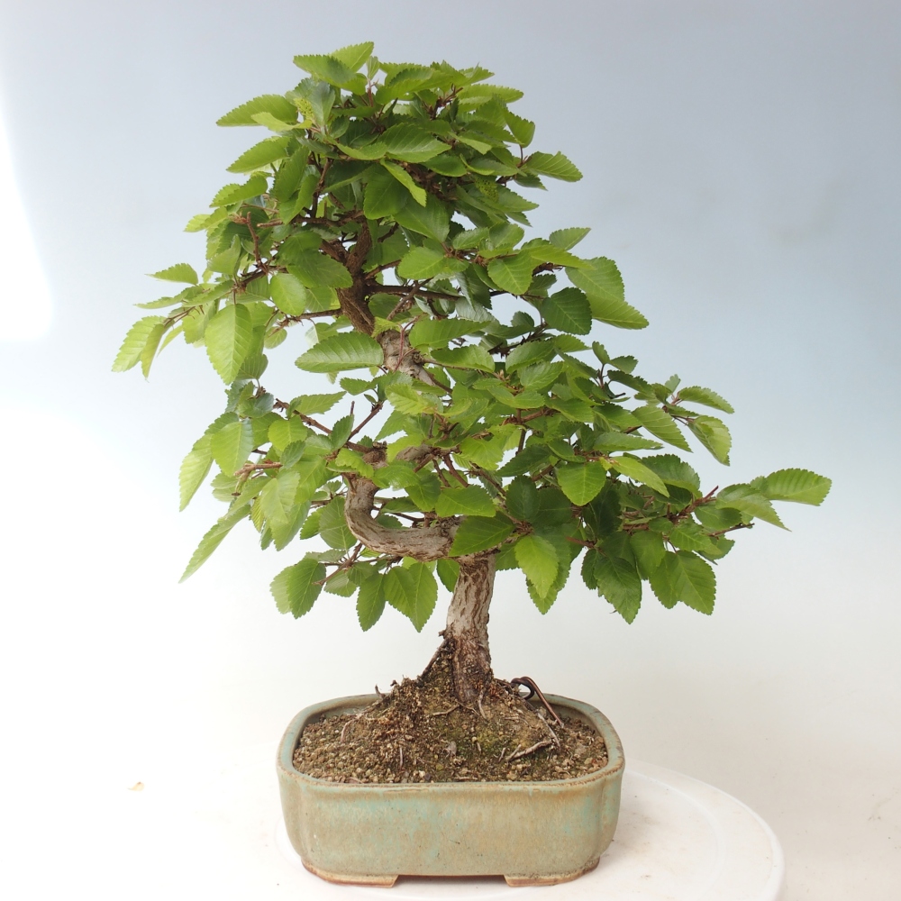 Outdoor bonsai - Carpinus CARPINOIDES - grab koreański