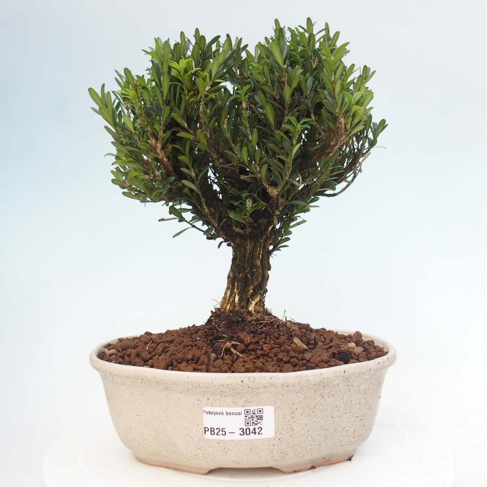 Kryty bonsai - Buxus harlandii - Bukszpan korkowy