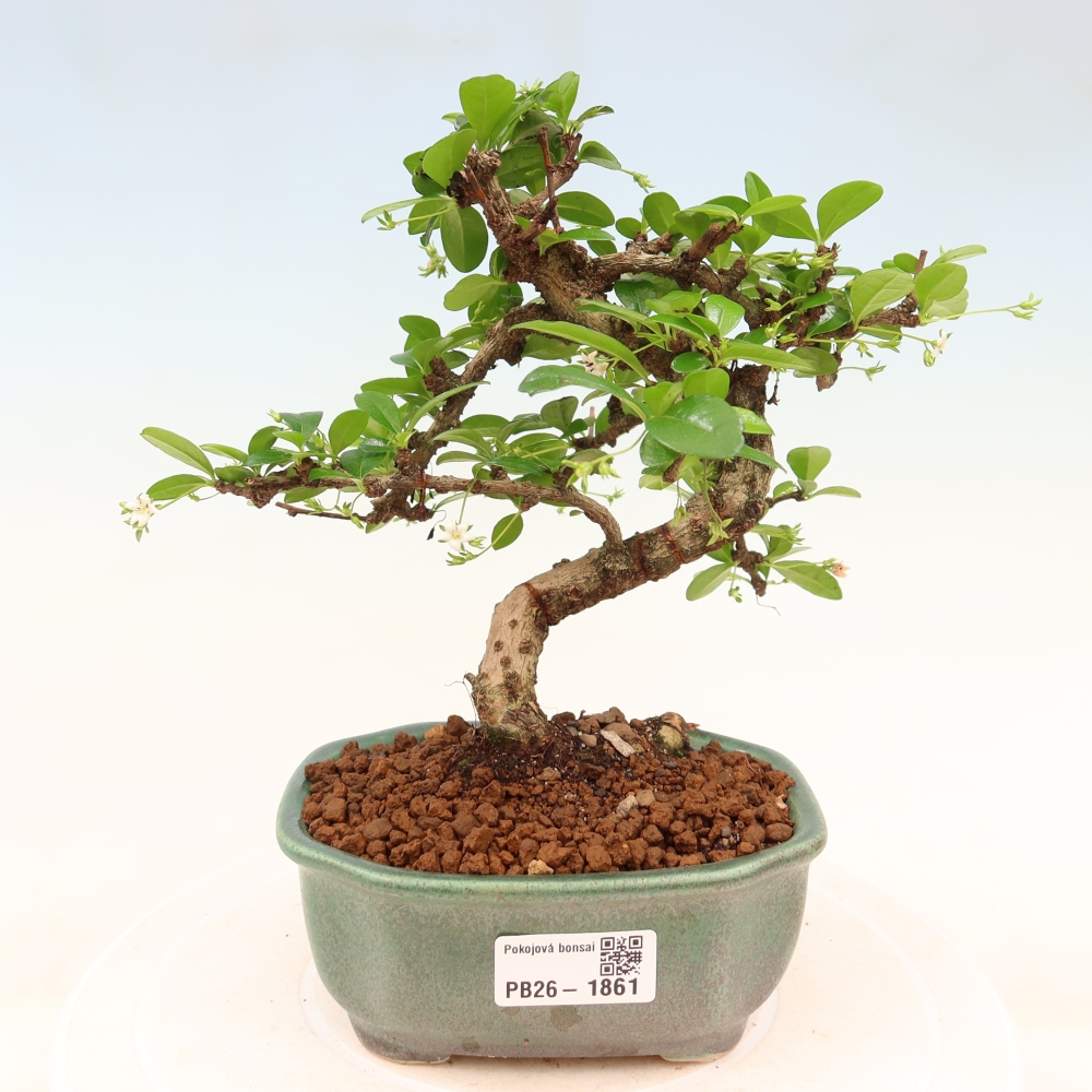 Bonsai pokojowe - Carmona macrophylla - Tea fuki