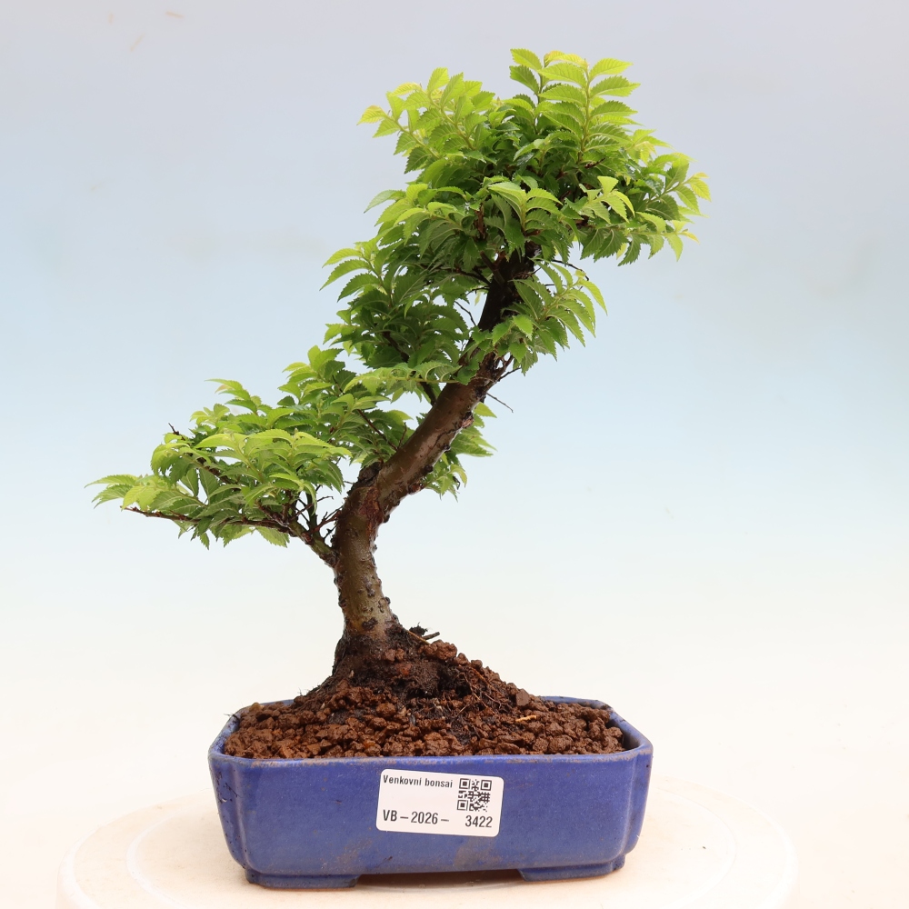 Bonsai ogrodowe – Ulmus Jacqueline Hillier – wiąz piękny