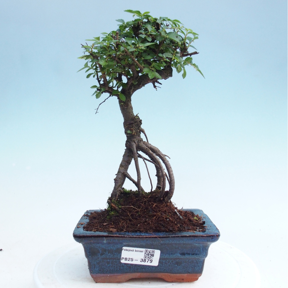 Pokój bonsai - Ulmus parvifolia - Wiąz drobnolistny