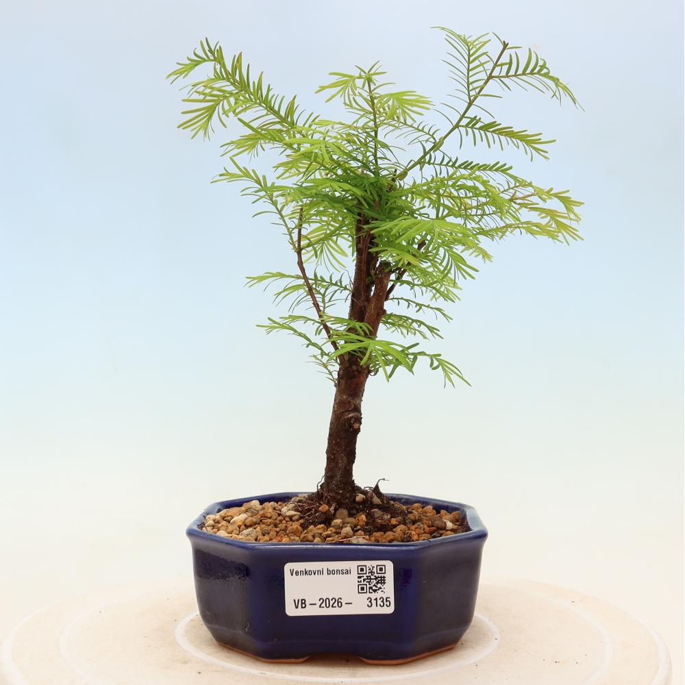 Outdoor bonsai - Metasequoia glyptostroboides - Metasekwoja chińska