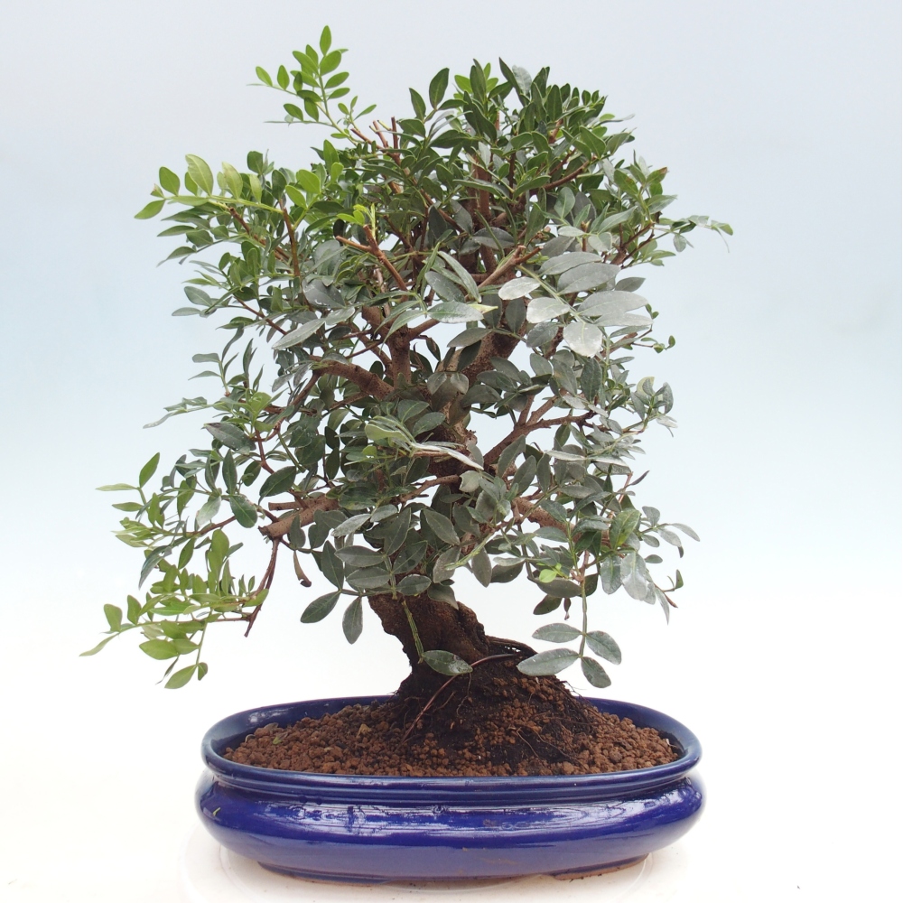 Bonsai pokojowe - Pistacja