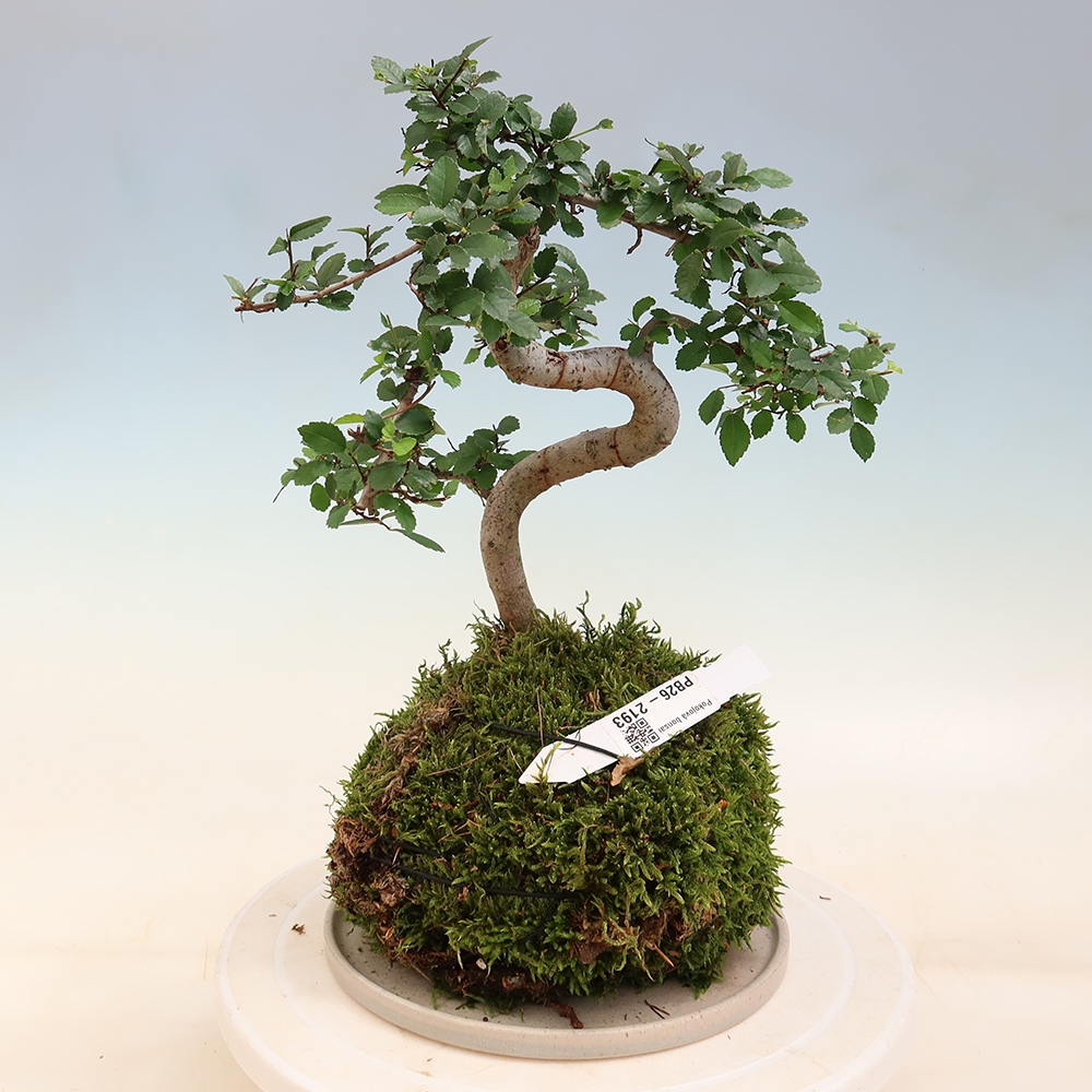 Kokedama z podstawką – Ulmus parvifolia – wiąz drobnolistny
