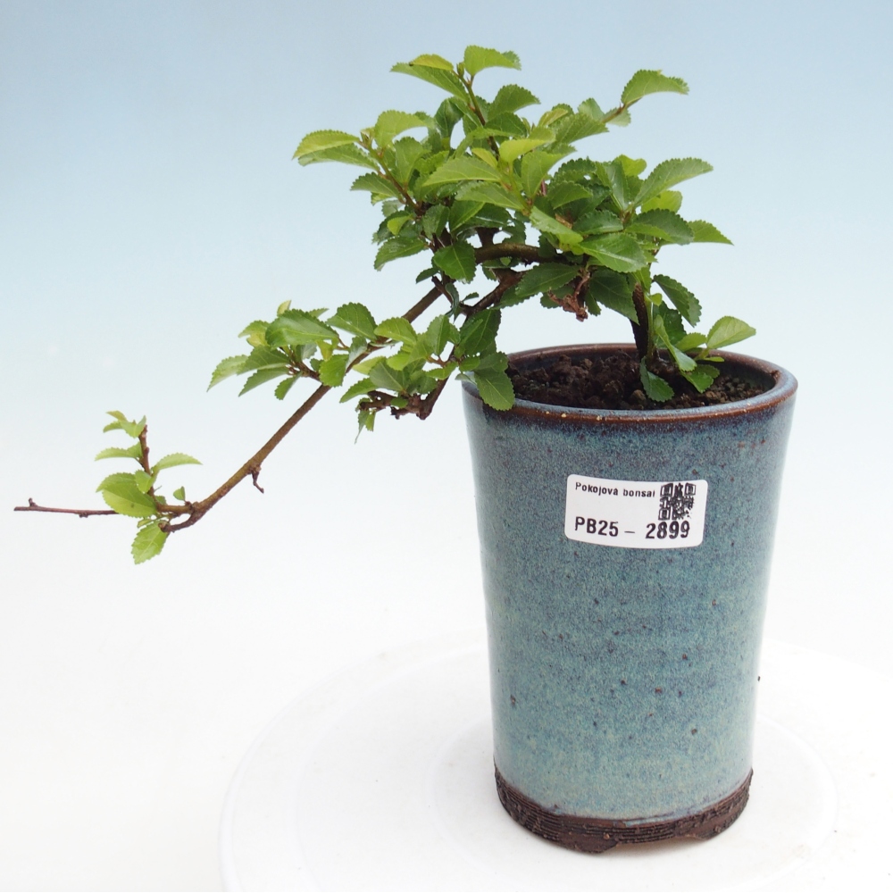 Kryty bonsai - Grewia occidentalis - Lawendowa gwiazda
