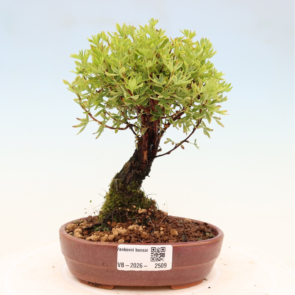 Bonsai zewnętrzne - Potentila fruticosa