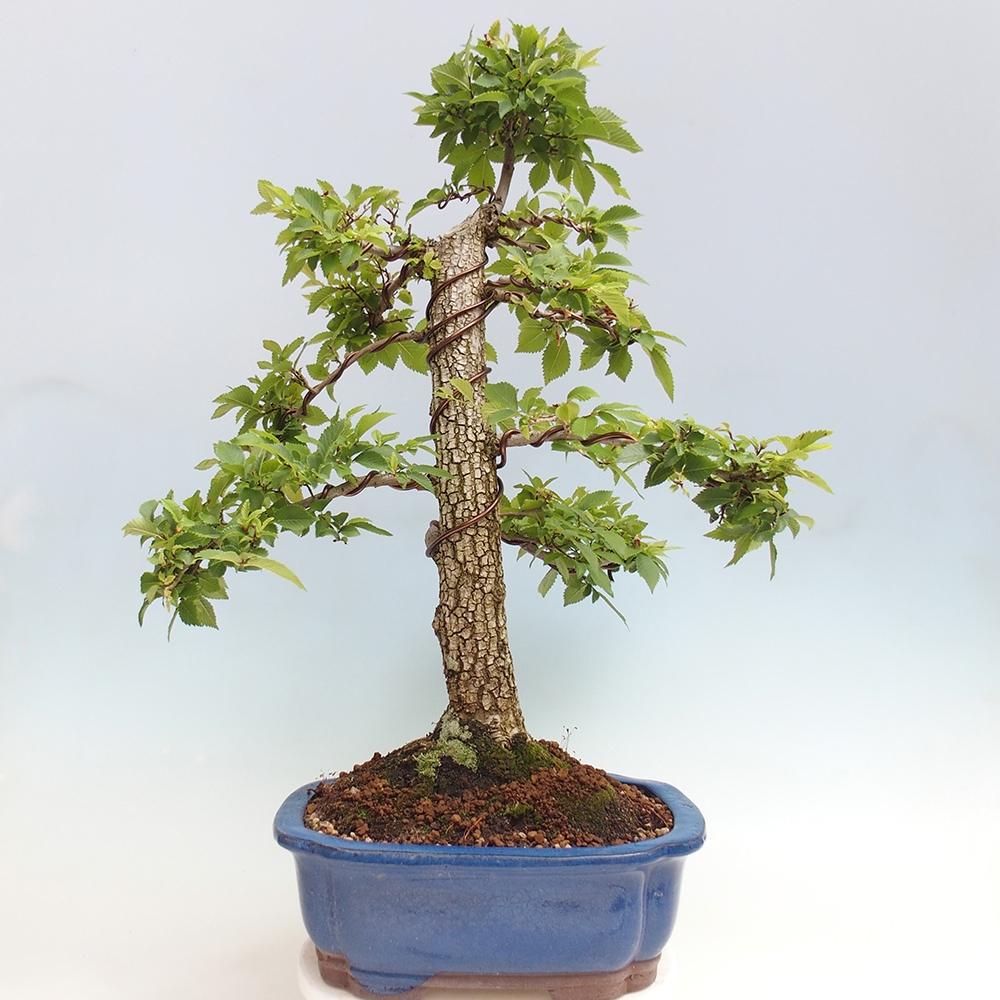 Outdoor bonsai - Zelkova - Zelkova NIRE