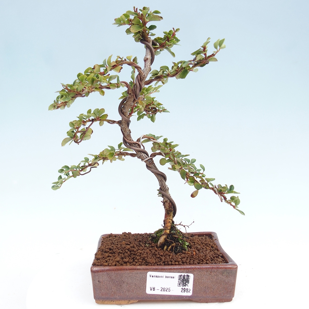 Plenerowe bonsai - Irga pozioma - Drzewo skalne