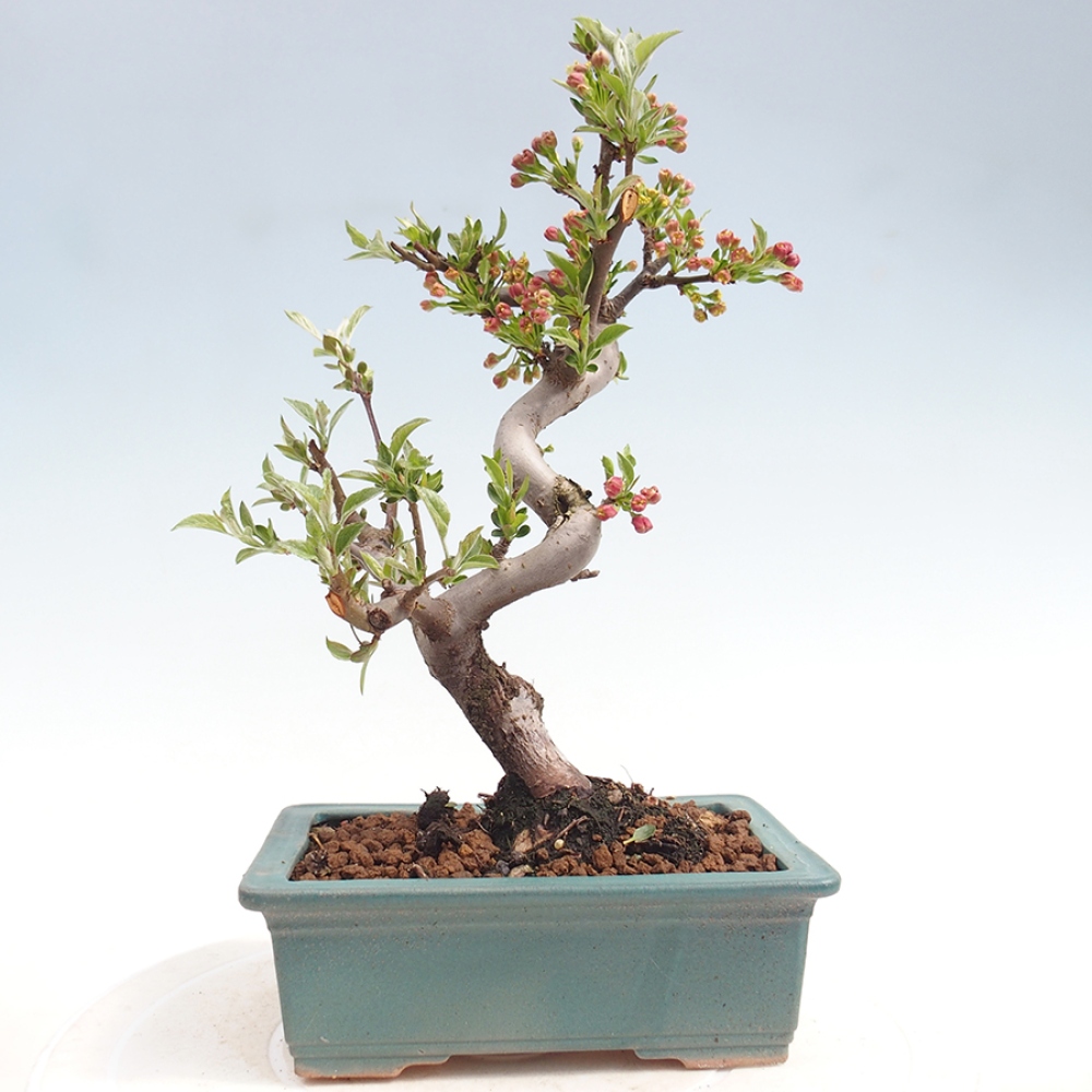 Outdoor bonsai - Malus sargentii - Jabłoń drobnoowocowa