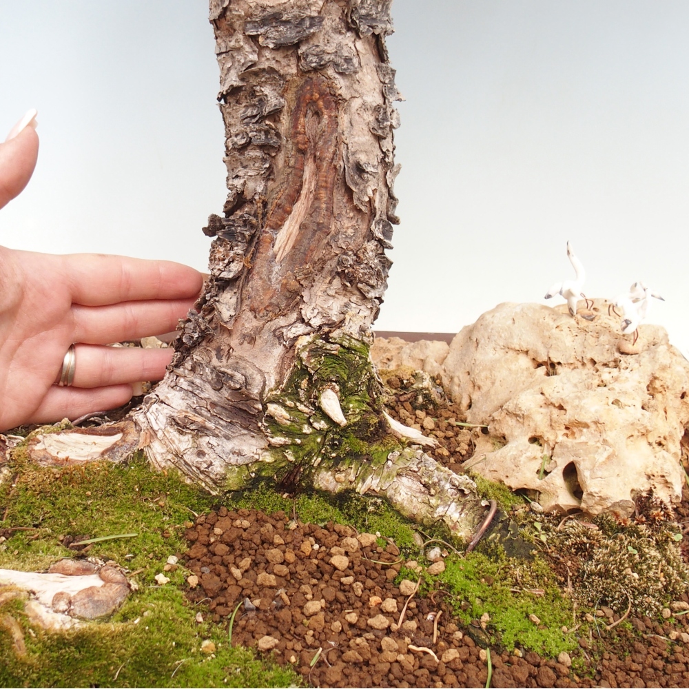 Bonsai zewnętrzne - Larix decidua - Modrzew