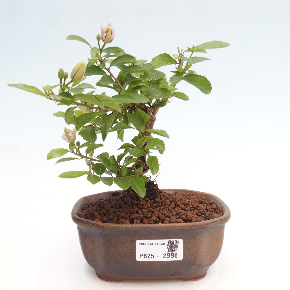 Kryty bonsai - Grewia occidentalis - Lawendowa gwiazda