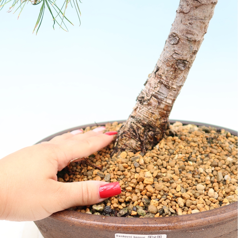 Bonsai zewnętrzne - Larix decidua - Modrzew