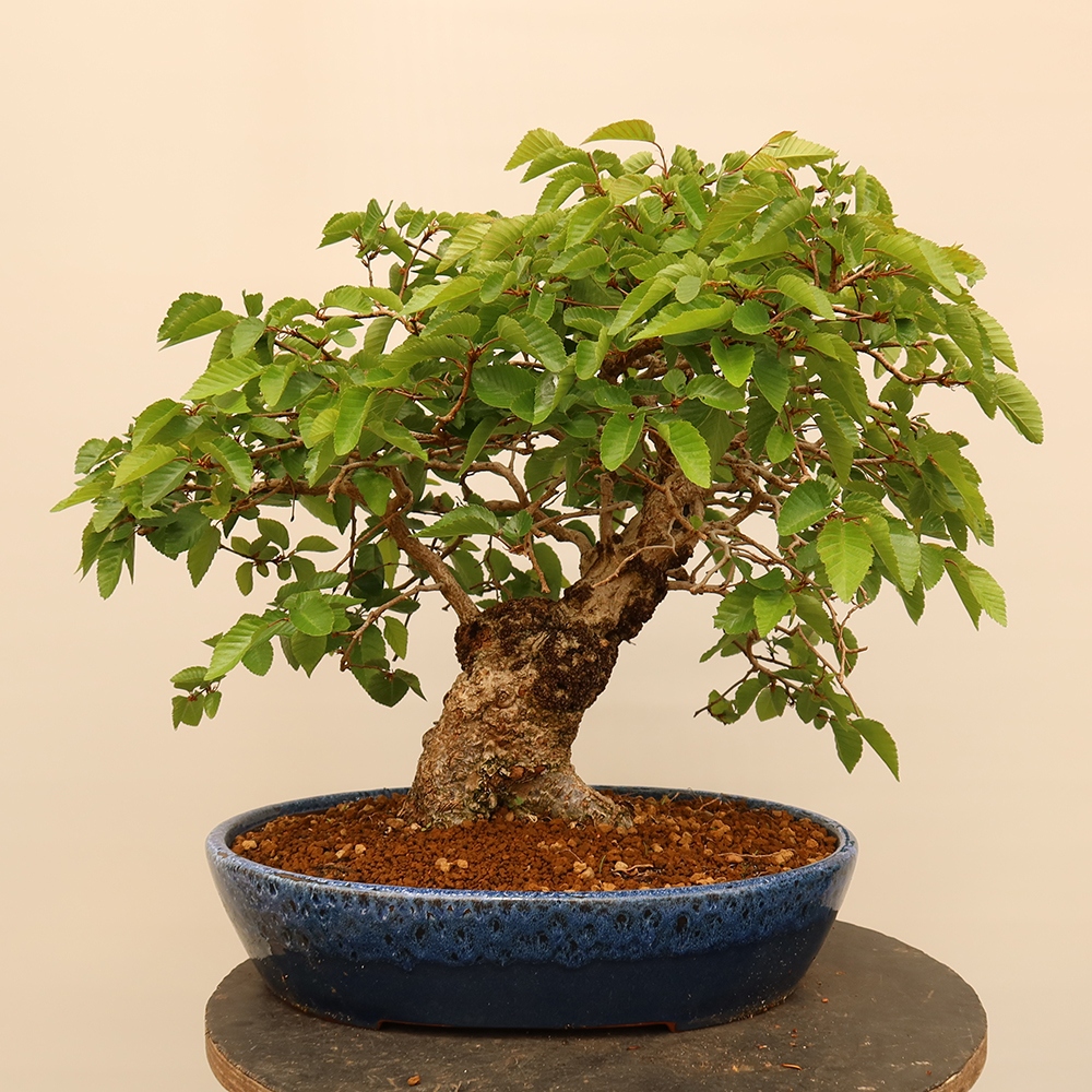 Bonsai plenerowe - Carpinus Coreana - grab koreański