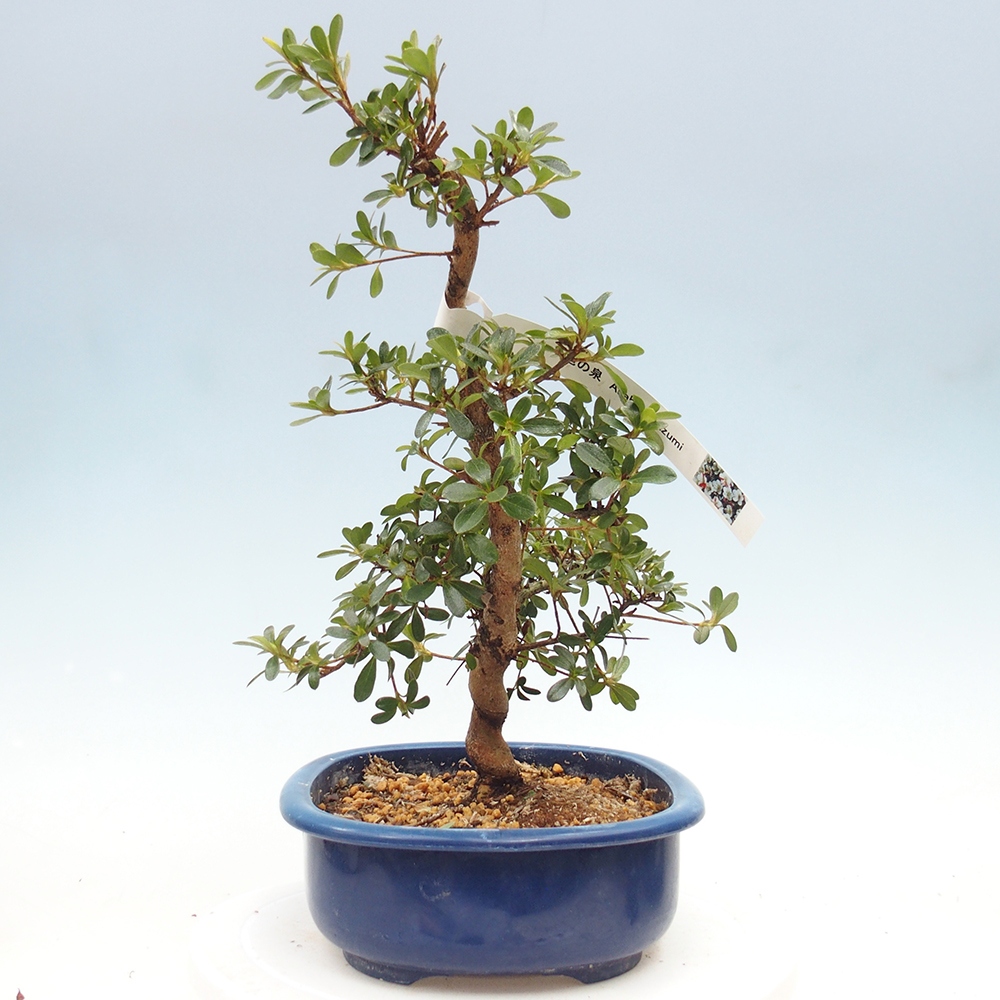 Bonsai zewnętrzne - Azalia japońska - Azalia Asahi-no-izumi