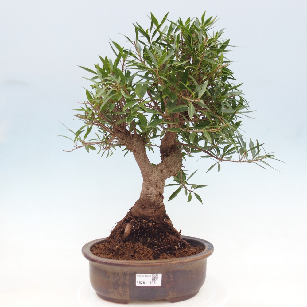 Pokój bonsai - Ficus nerifolia - figowiec drobnolistny