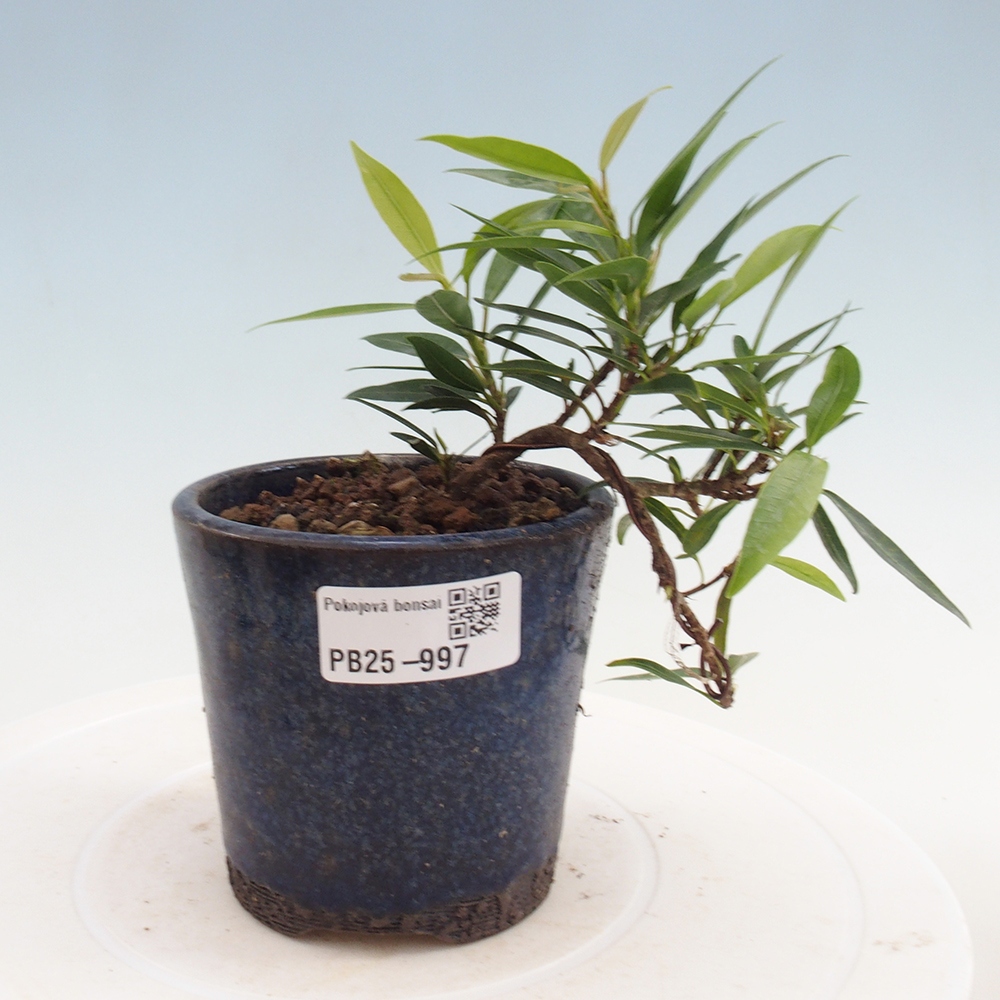 Bonsai wewnętrzne - Ficus nerifolia - figowiec drobnolistny