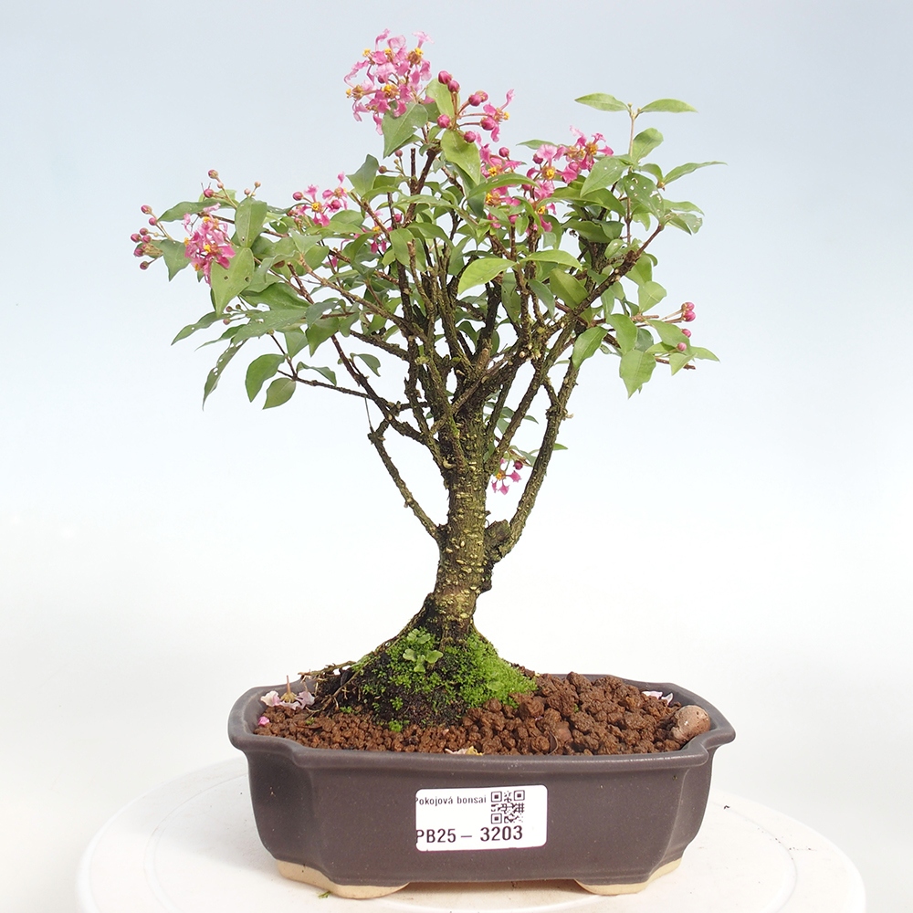 Bonsai pokojowe - Malpighia coccigera - Wiśnia Barbdorska