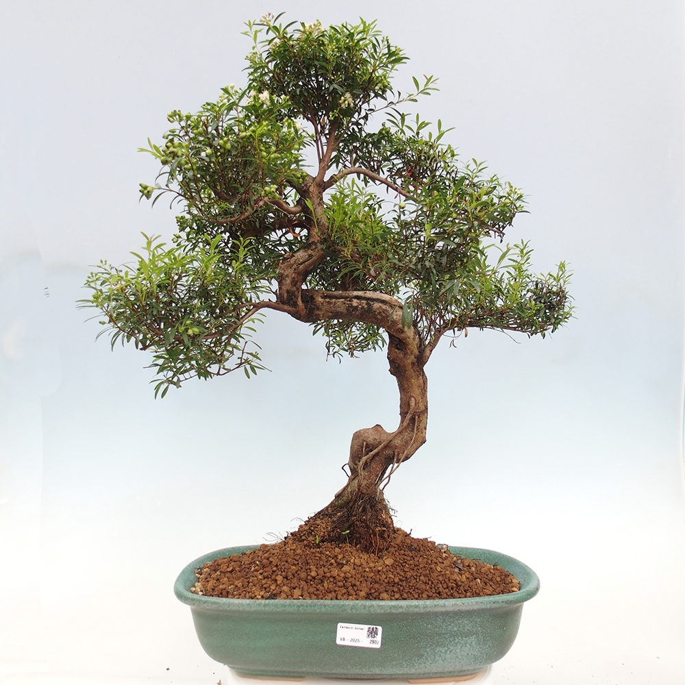 Indoor bonsai - Syzygium - Pimento - WYŁĄCZNIE ODBIÓR OSOBISTY lub transport paletowy