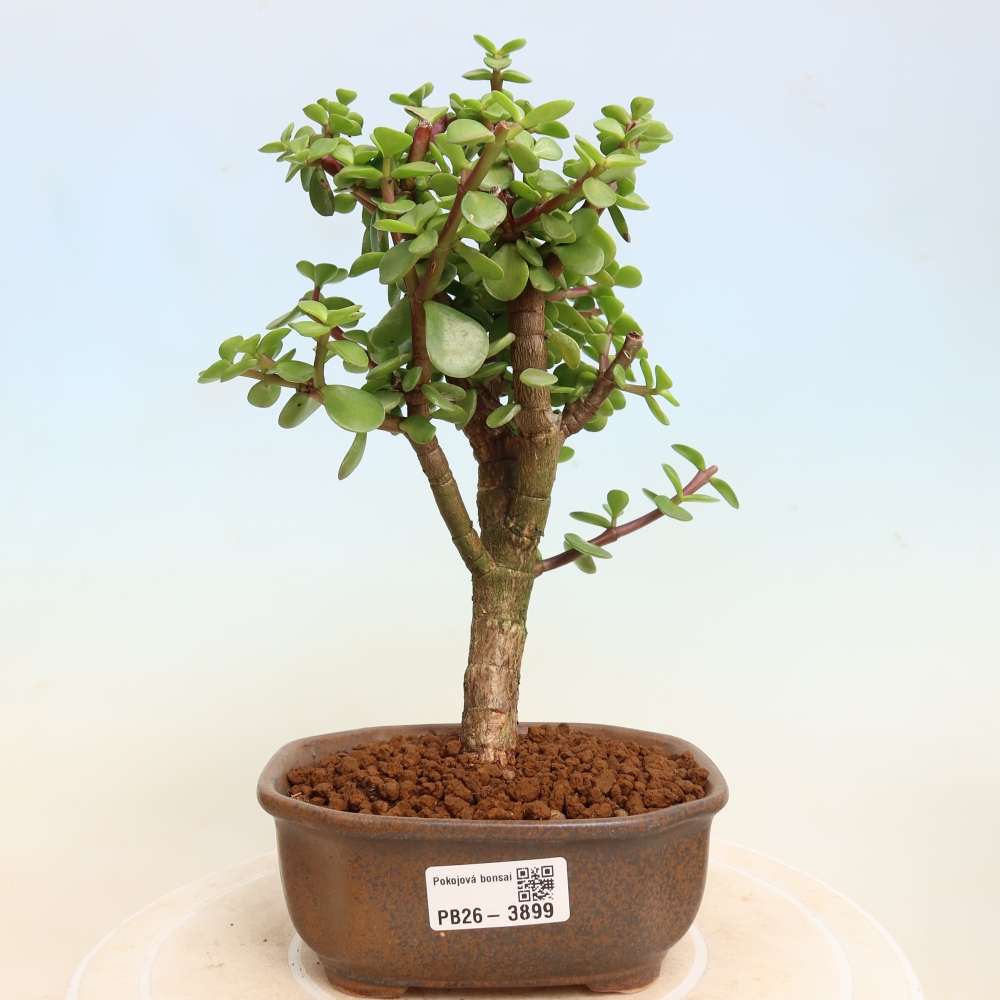 Pokój bonsai - Portulakaria Afra - Tlustice