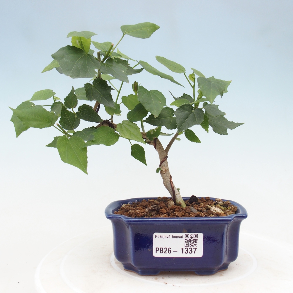 Bonsai domowe - Malvaviscus arboreus