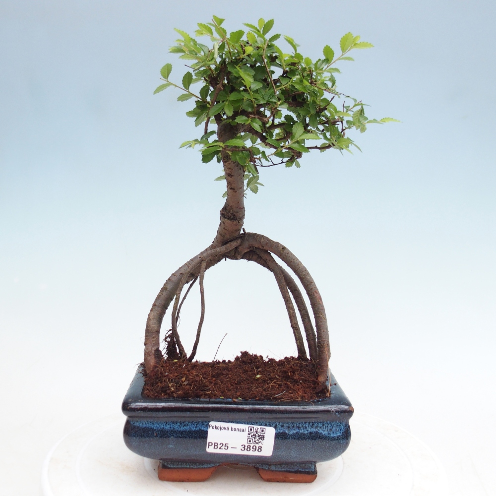 Pokój bonsai - Ulmus parvifolia - Wiąz drobnolistny