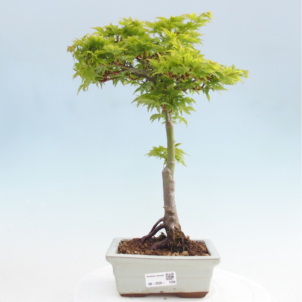 Outdoor bonsai - palma jaworowa Acer palmatum Shishigashira