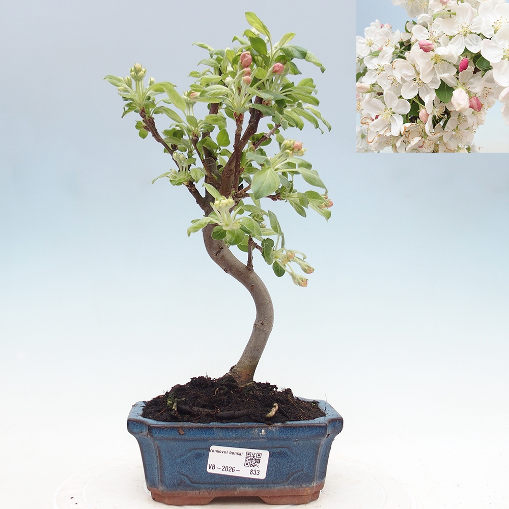 Outdoor bonsai - Malus halliana - Jabłoń drobnoowocowa