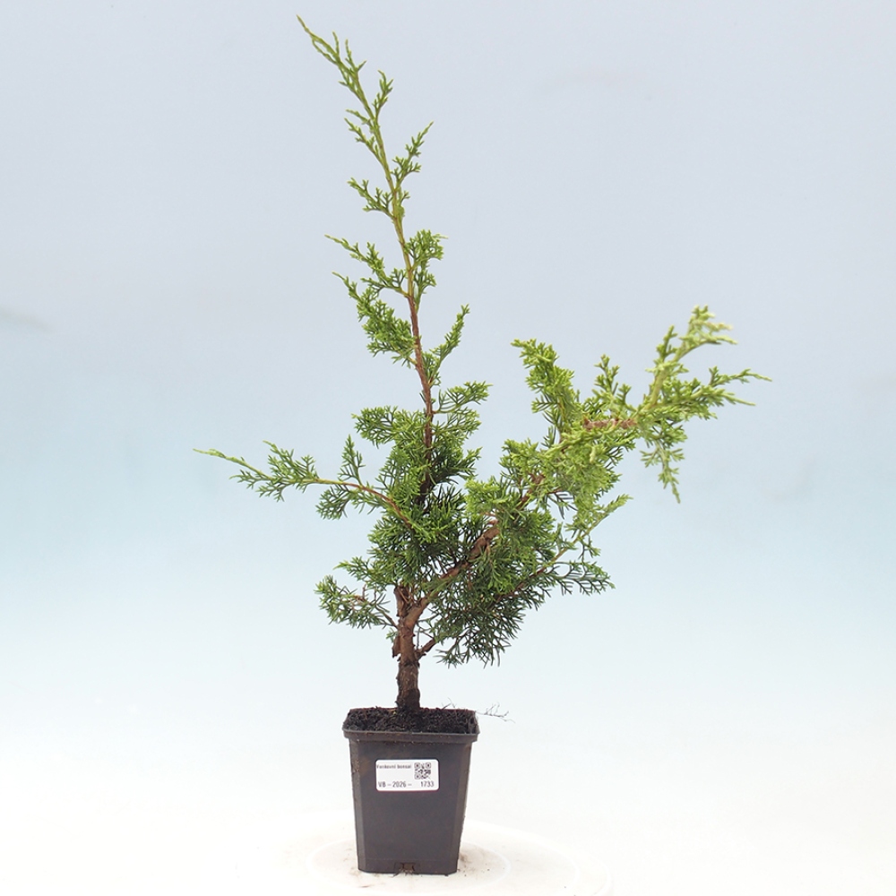 Outdoor bonsai - Juniperus chinensis Itoigawa