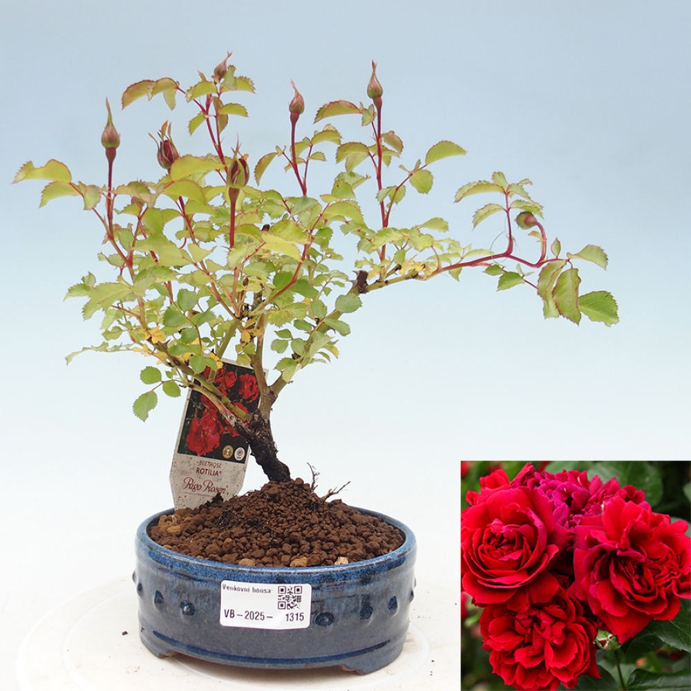 Bonsai na zewnątrz - Rosa Kordes - róża 